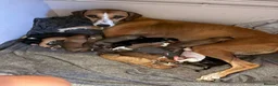 Mixed Breed dogs for sale: Lurcher x saluki puppies in Salisbury - Advert 1
