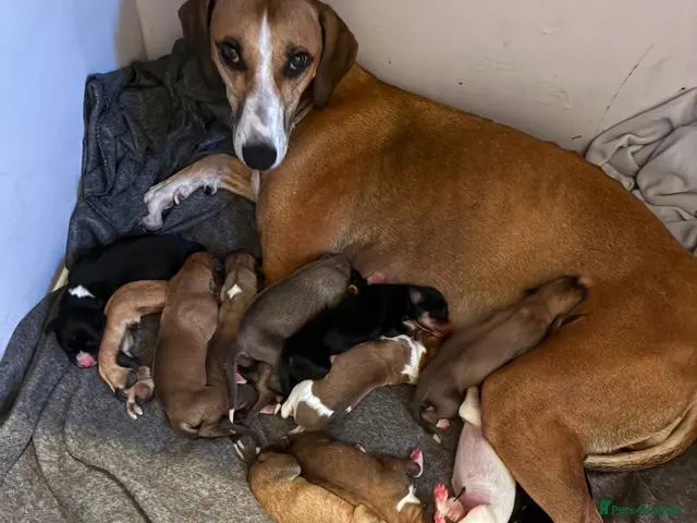 Mixed Breed dogs for sale: Lurcher x saluki puppies - Advert 7