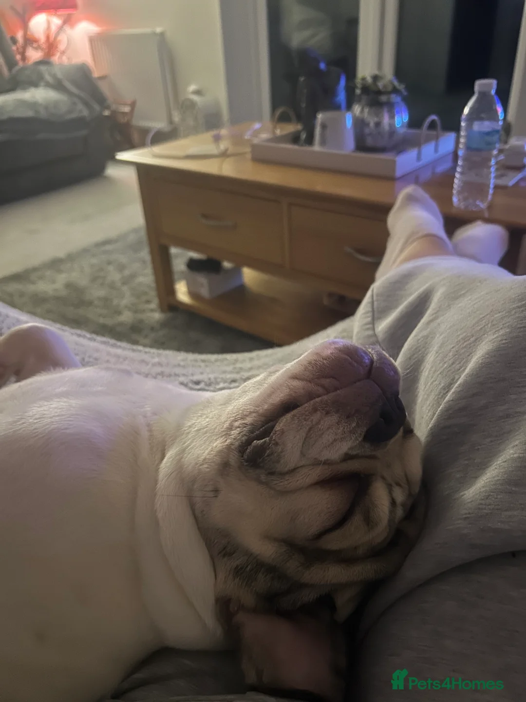 French Bulldog dogs for sale: French Bulldog  - Advert 7