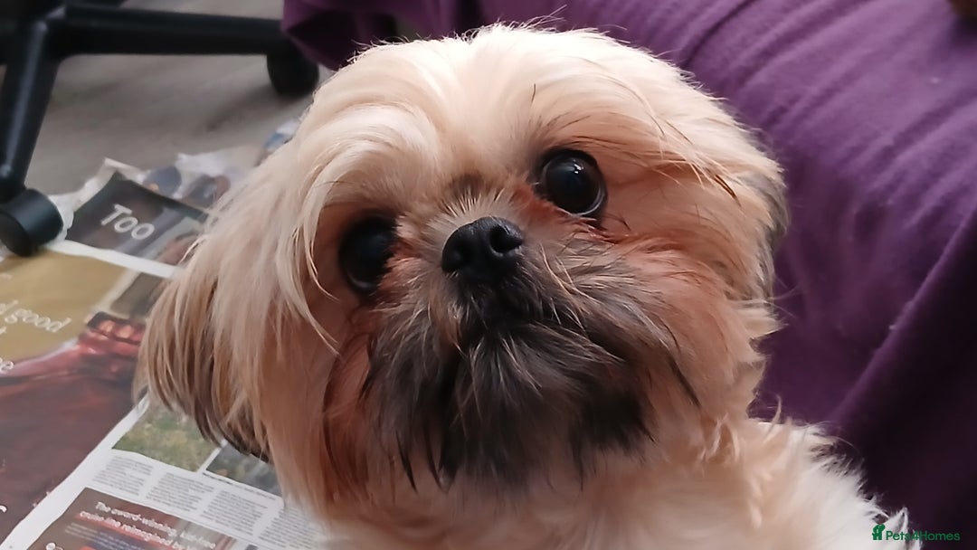 Shihpoo dogs for sale: 2 x shihpoo pups  - Image 7