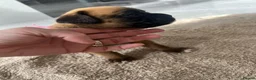 Boxer dogs for sale: 🐶KC Reg Boxer Puppies - Champion Bloodlines🐶 in Corby - Advert 27
