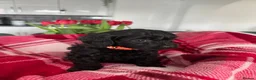 Cavapoo dogs for sale: Beautiful Cavapoo puppies - Advert 17