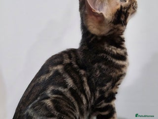 Bengal cats Tica register Bengal Kittens 😸 - Advert 15