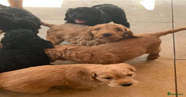 Cockapoo dogs - Advert 14
