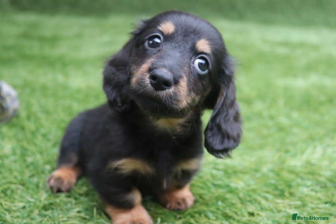 Miniature Dachshund dogs for sale: Ready now miniature long haired dachshunds in Stowmarket - Image 3