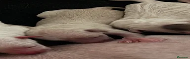 Italian Greyhound 2