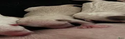 Italian Greyhound dogs for sale: Beautiful cream KC Registered Italian Greyhound  - Advert 3