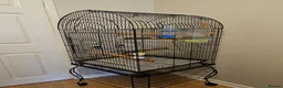 Canaries birds for sale: Canary & Bengalese Finch  - Advert 5