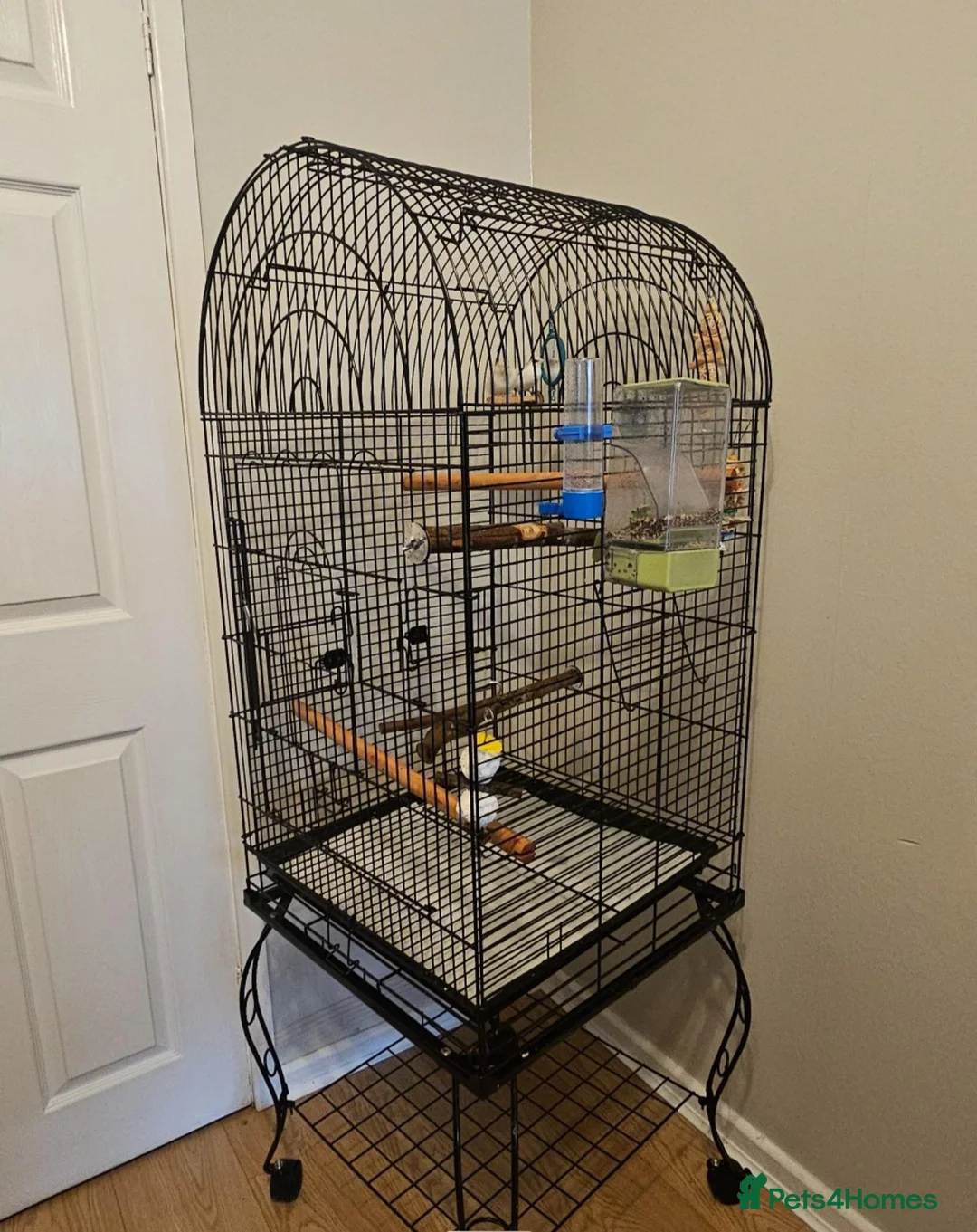 Canaries birds for sale: Canary & Bengalese Finch  - Advert 5