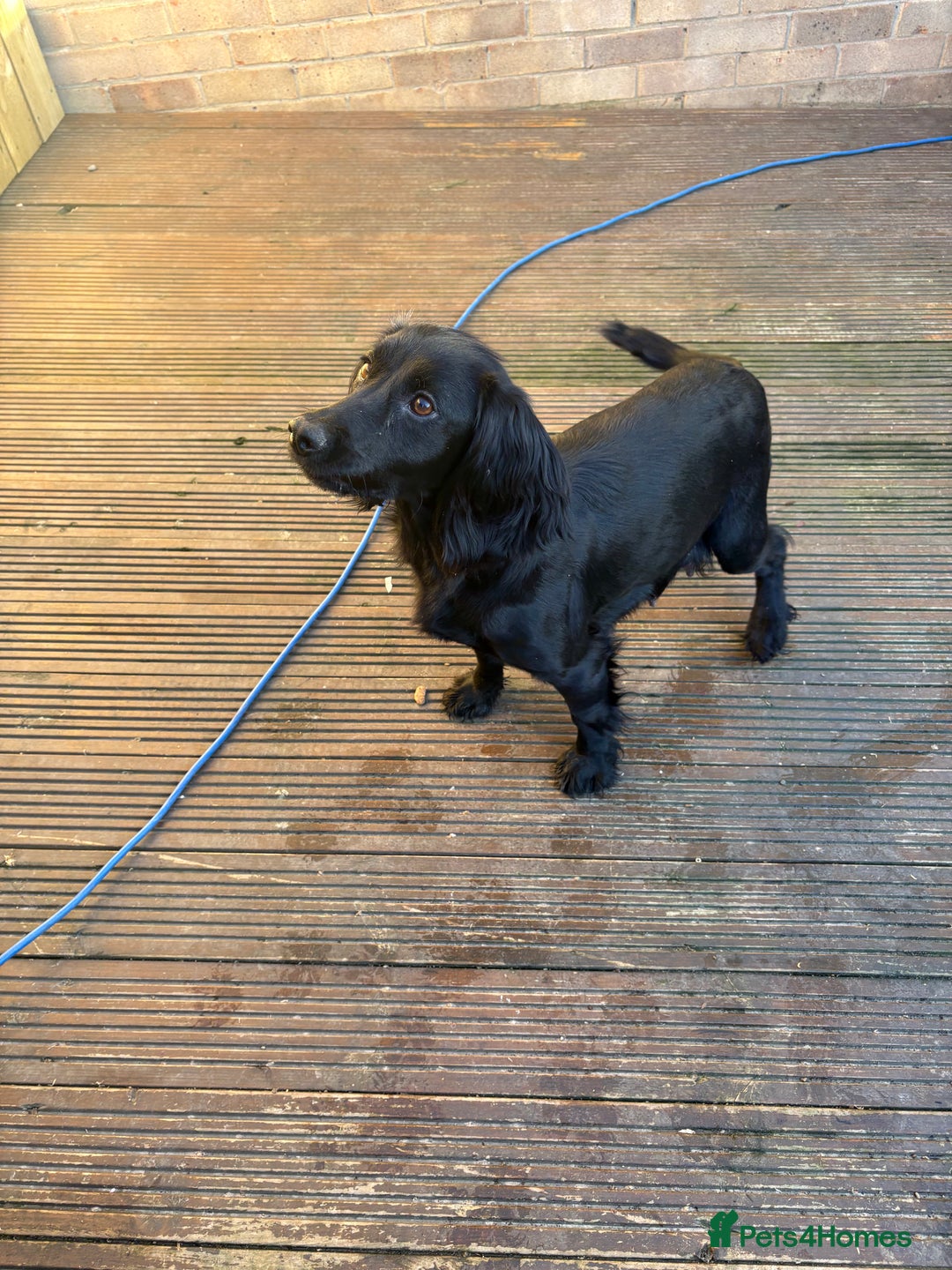 Cockapoo dogs for sale: Beautiful F1 Cockapoo puppies available  - Advert 8