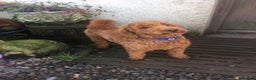 Miniature Poodle dogs for stud: Red miniature poodle DNA Tested KC reg kind nature in Dunblane - Advert 1