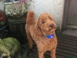 Miniature Poodle dogs Red miniature poodle DNA Tested KC reg kind nature in Dunblane - Advert 21