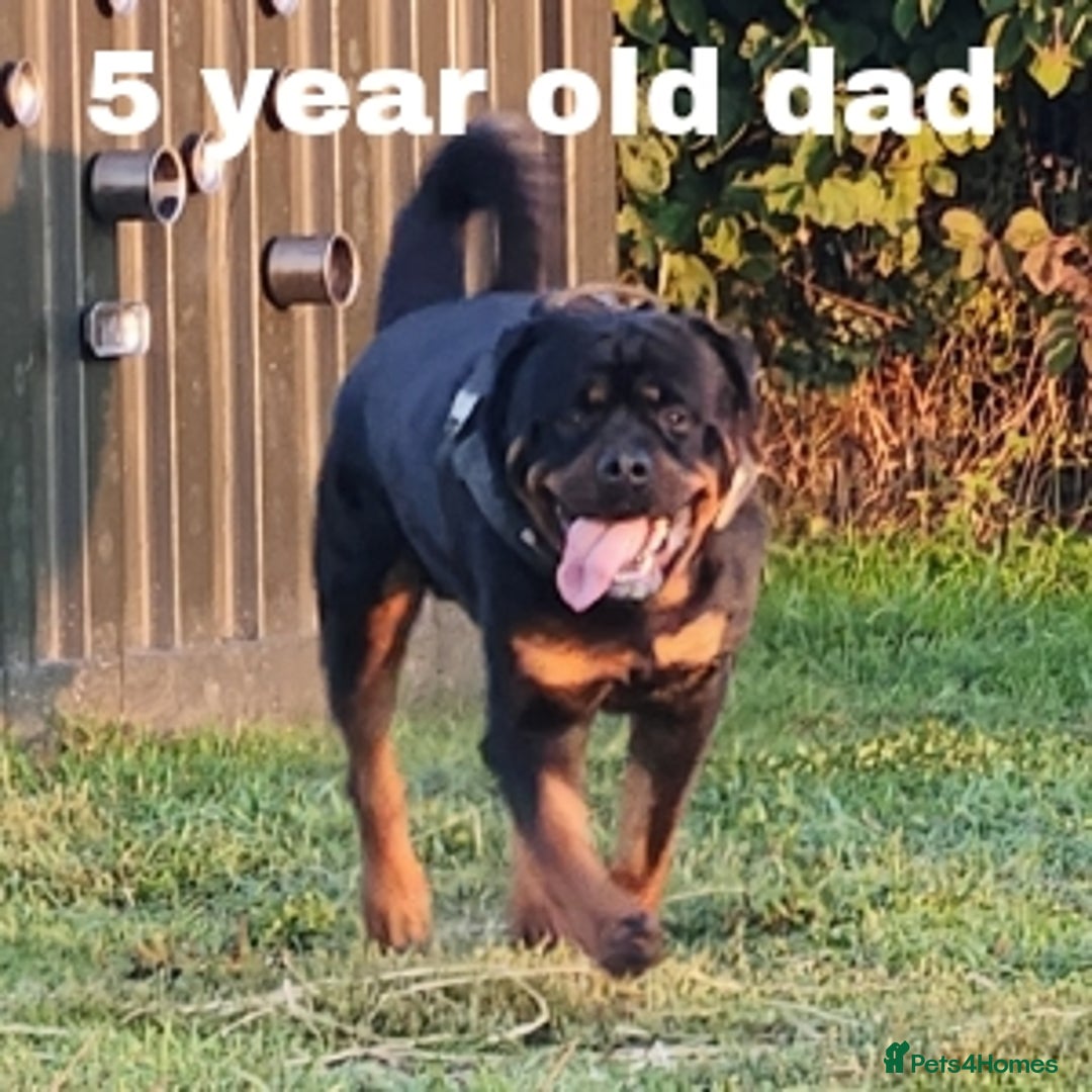 Rottweiler dogs for sale: Pedigree Rottweiler pups - Image 1