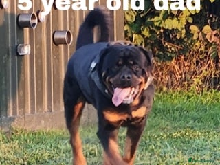 Rottweiler dogs for sale - Advert 1