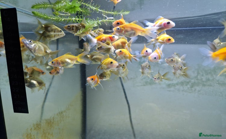 Fancy Goldfish fish - Advert 1