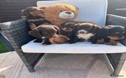 Cocker Spaniel dogs for sale: Miniature working Cocker spaniel puppies for sale - Image 29