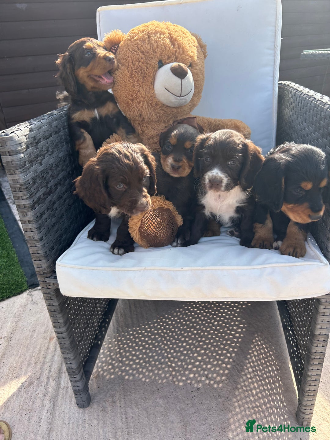 Cocker Spaniel dogs for sale: Miniature working Cocker spaniel puppies for sale - Image 29