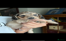 Miniature Dachshund dogs for sale: Highest quality champion line cream long haired  - Image 22