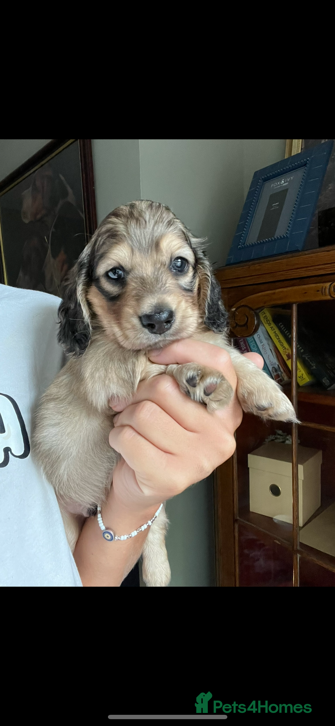 Miniature Dachshund dogs for sale: Highest quality champion line cream long haired  - Image 22