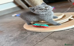 British Shorthair cats for sale: Champion mum & dad litter 1 🩵 & 1 🩷 - Image 12