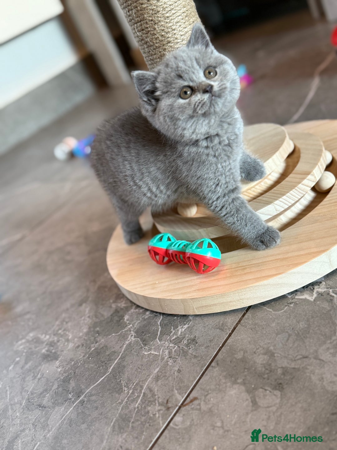 British Shorthair cats for sale: Champion mum & dad litter 1 🩵 & 1 🩷 - Image 12