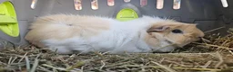 Guinea Pig rodents for sale: Beautiful sow needing a new partner and home  - Advert 6