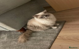 Ragdoll cats for sale: Female Ragdoll  - Image 11