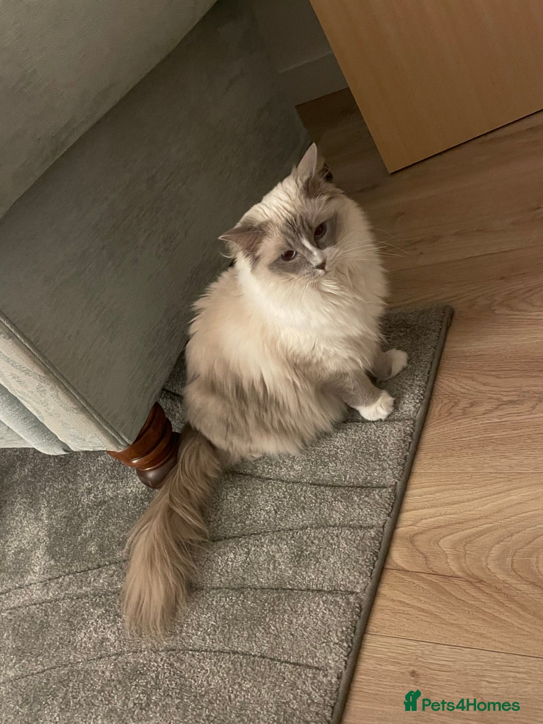 Ragdoll cats for sale: Female Ragdoll  - Image 11