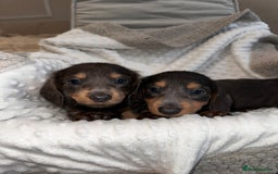 Miniature Dachshund dogs for sale: Miniature long hair dachshund 🤍 - Image 11