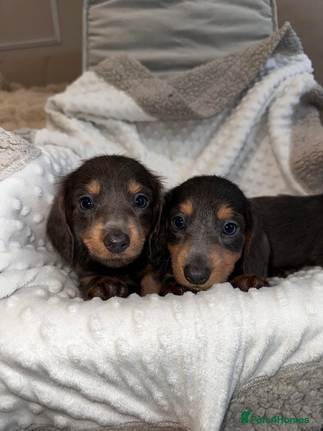 Miniature Dachshund dogs for sale: Miniature long hair dachshund 🤍 - Image 11