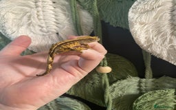 Gecko reptiles for sale: Crested Gecko babies - Image 7