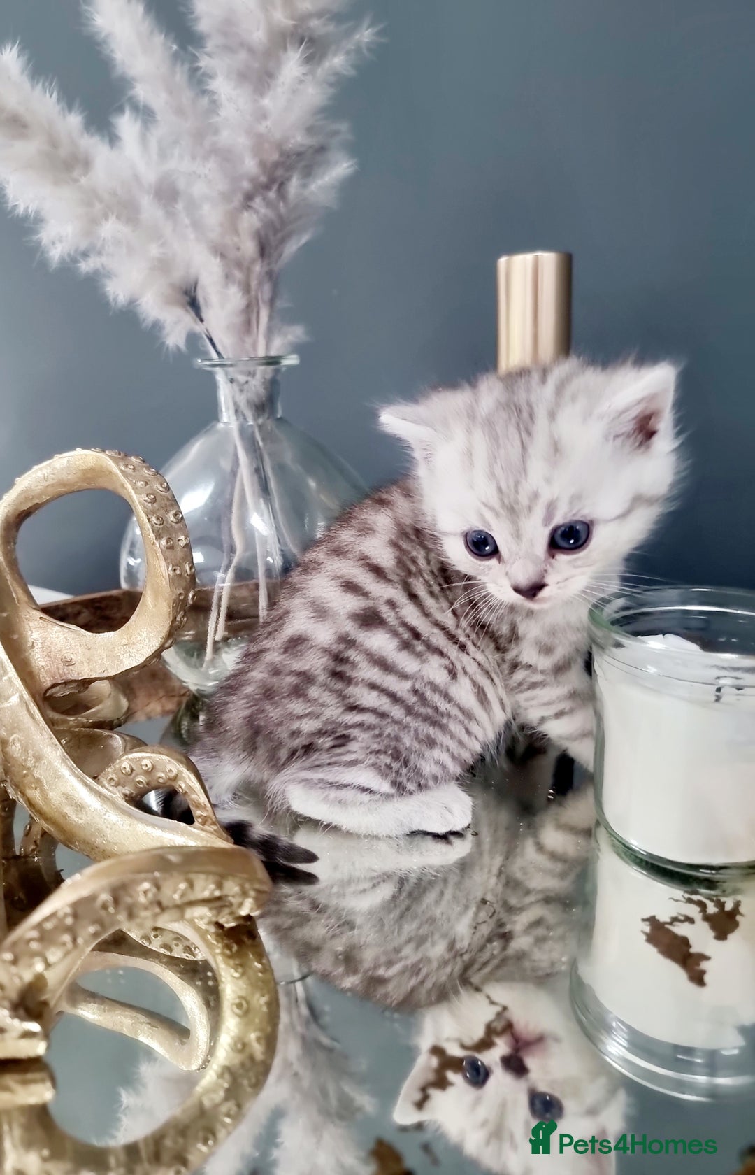British Shorthair cats for sale: Blue eyed Silver tabby shaded BSH x Russian blue  - Image 16