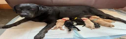 Labrador Retriever dogs for sale: KC PUPPY HUTCH  - Advert 1