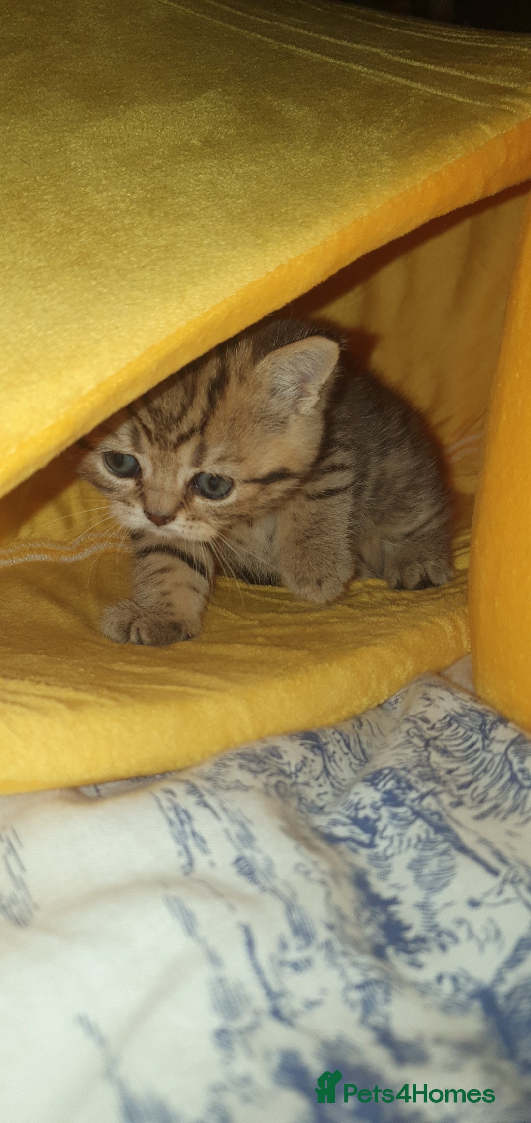 British Shorthair cats for sale: British Shorthair Black Golden Tabby kittens 😸  - Advert 15