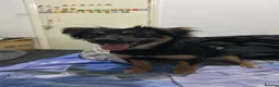Mixed Breed dogs for sale: Rottweiler x collie  in Derby - Advert 2