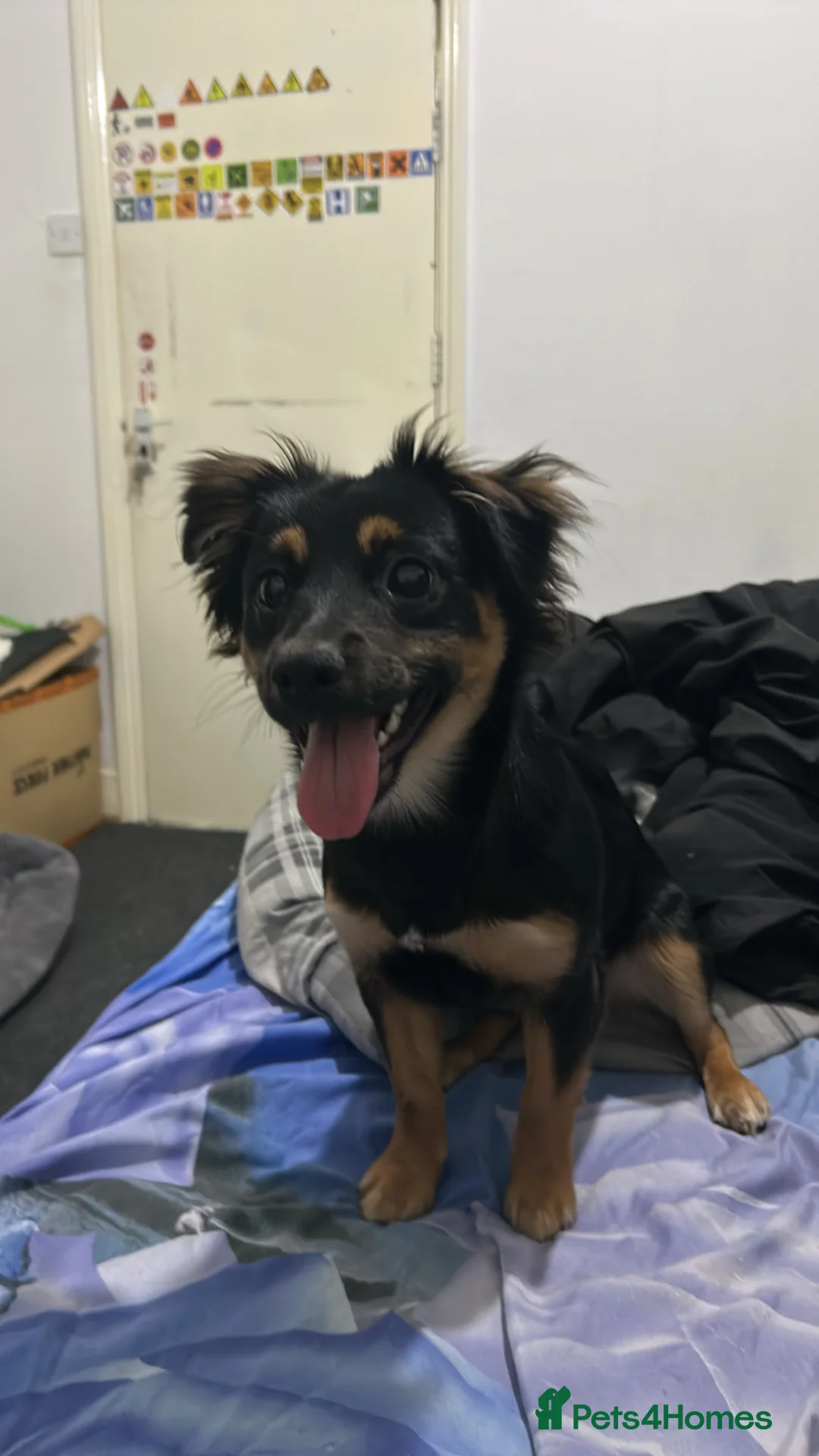 Mixed Breed dogs for sale: Rottweiler x collie  in Derby - Advert 2