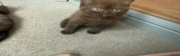 Mixed Breed cats for sale: Scottish straight X British short hair - Advert 8
