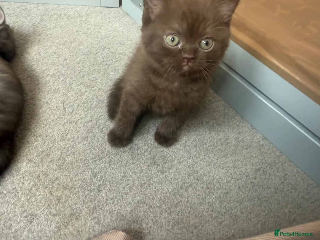 Mixed Breed cats for sale: Scottish straight X British short hair - Advert 8