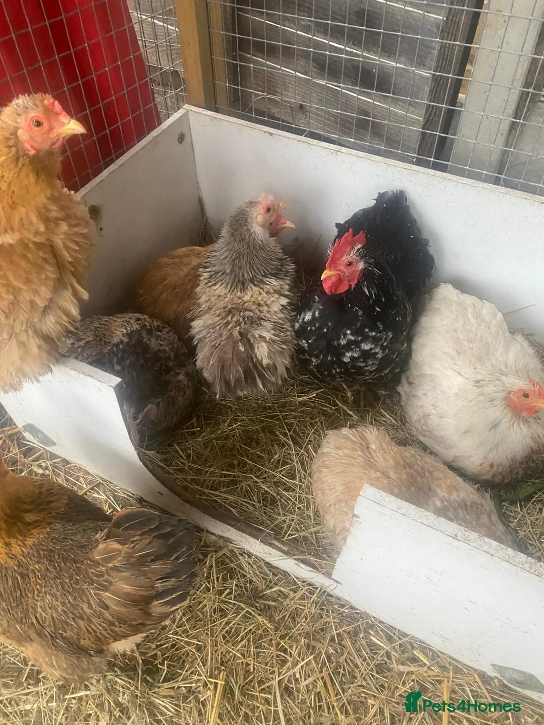 Chickens poultry for sale: Chickens and chicks read description - Advert 1