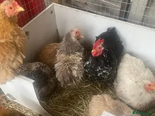 Chickens poultry Chickens and chicks read description - Advert 1