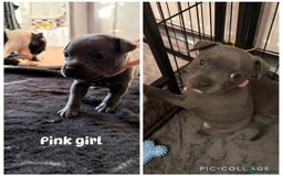 Staffordshire Bull Terrier dogs for sale: Staffordshire Bull Terrier puppies for sale  - Image 6