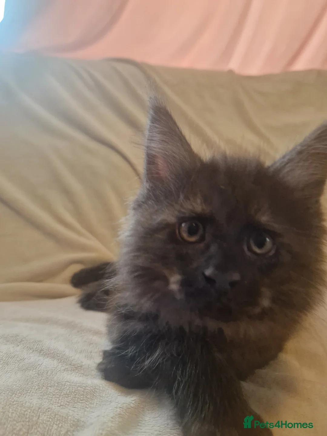 Maine Coon cats for sale: Maine Coon kittens - Advert 26
