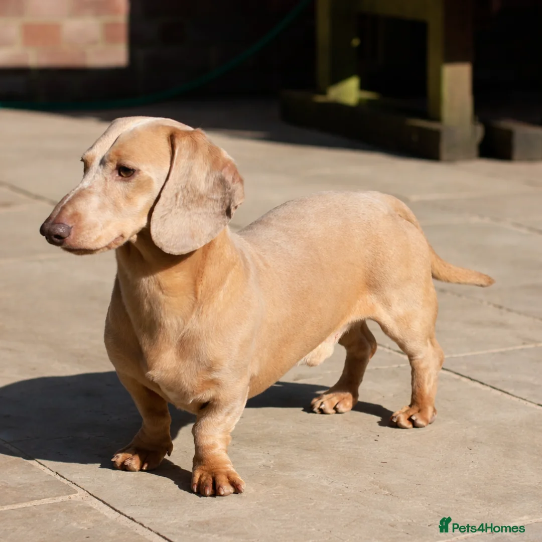 Miniature Dachshund dogs for stud: Cream e/e D/d B/b PRA Clear, Kc reg, Vet checked - Advert 1