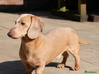 Miniature Dachshund dogs Cream e/e D/d B/b PRA Clear, Kc reg, Vet checked - Advert 1
