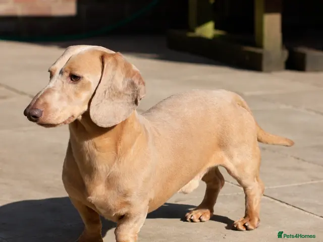 Miniature Dachshund dogs Cream e/e D/d B/b PRA Clear, Kc reg, Vet checked - Advert 3
