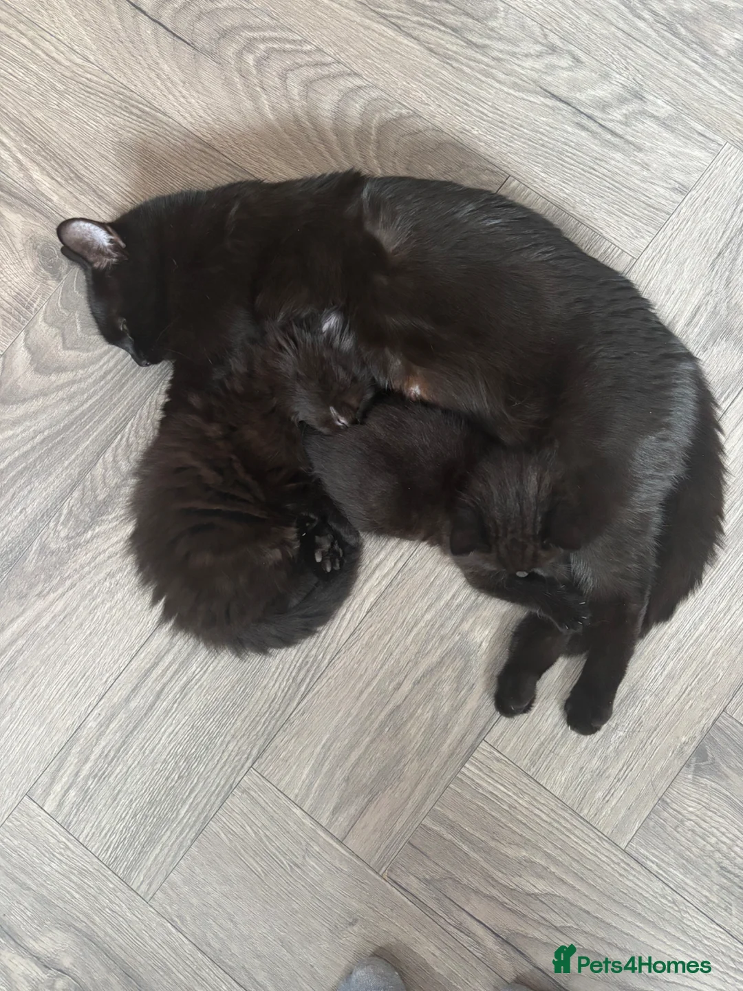 Mixed Breed cats for sale: Bombay/Mainecoon kittens  - Advert 1