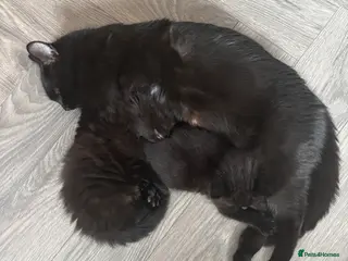 Mixed Breed cats Bombay/Mainecoon kittens - Advert 2