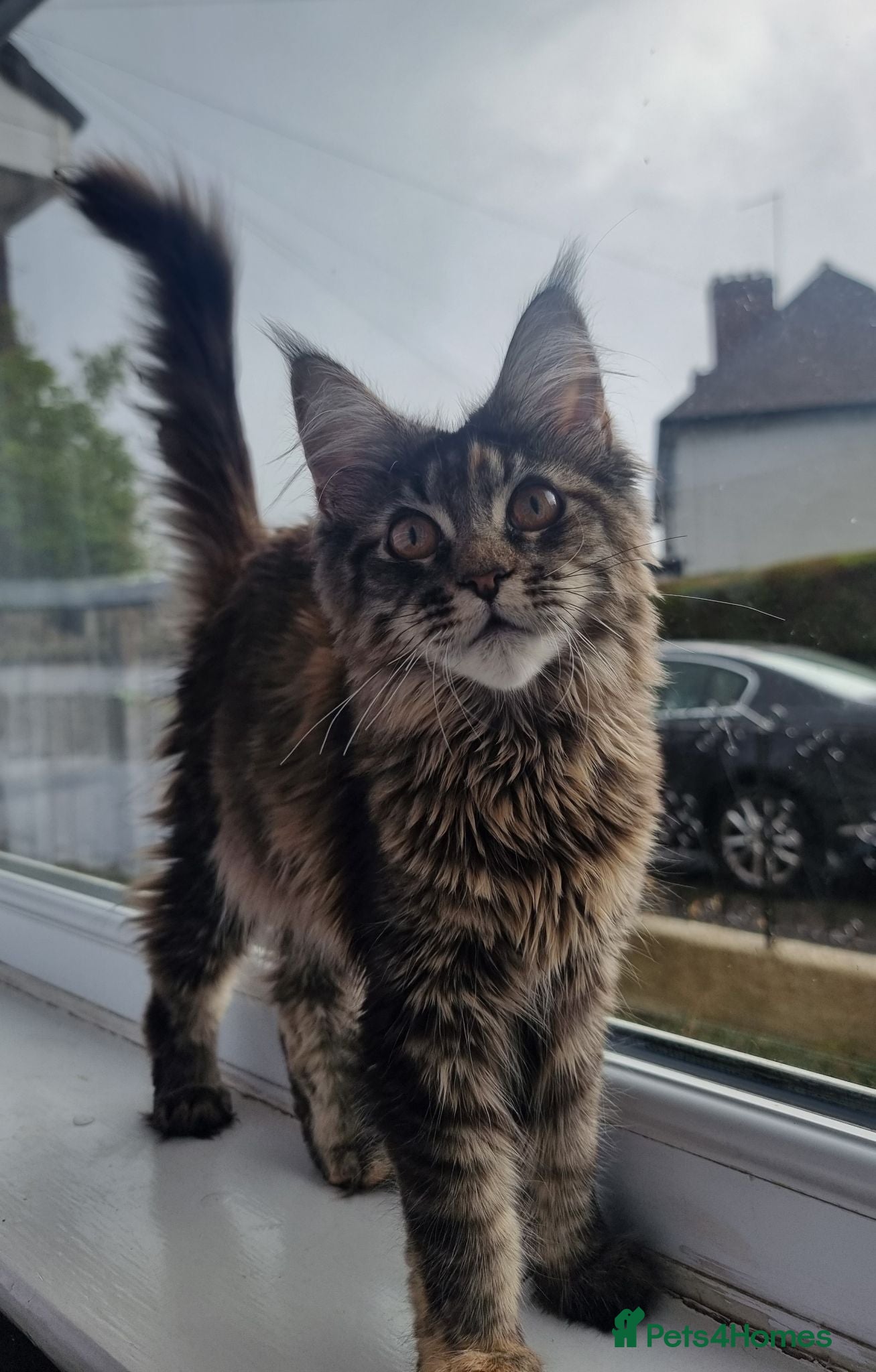 Maine Coon cats LAST TICA reg. female  - Advert 5