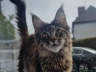 Maine Coon cats LAST TICA reg. female - Advert 5