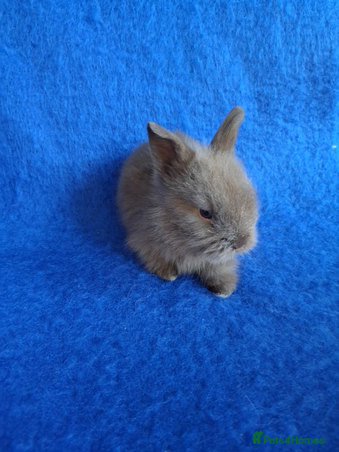Lionhead rabbits for sale: Lionhead Baby Bunnies  - Advert 2